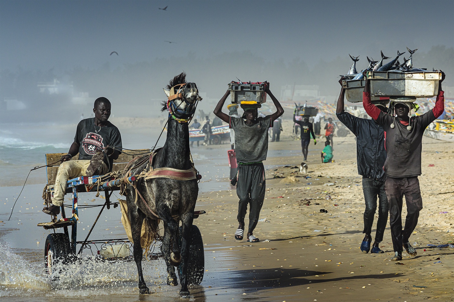 I pescatori tradizionali del Senegal sfidano l�Oceano Atlantico navigando con piccole piroghe di legno alla ricerca dei grandi banchi di pesce.