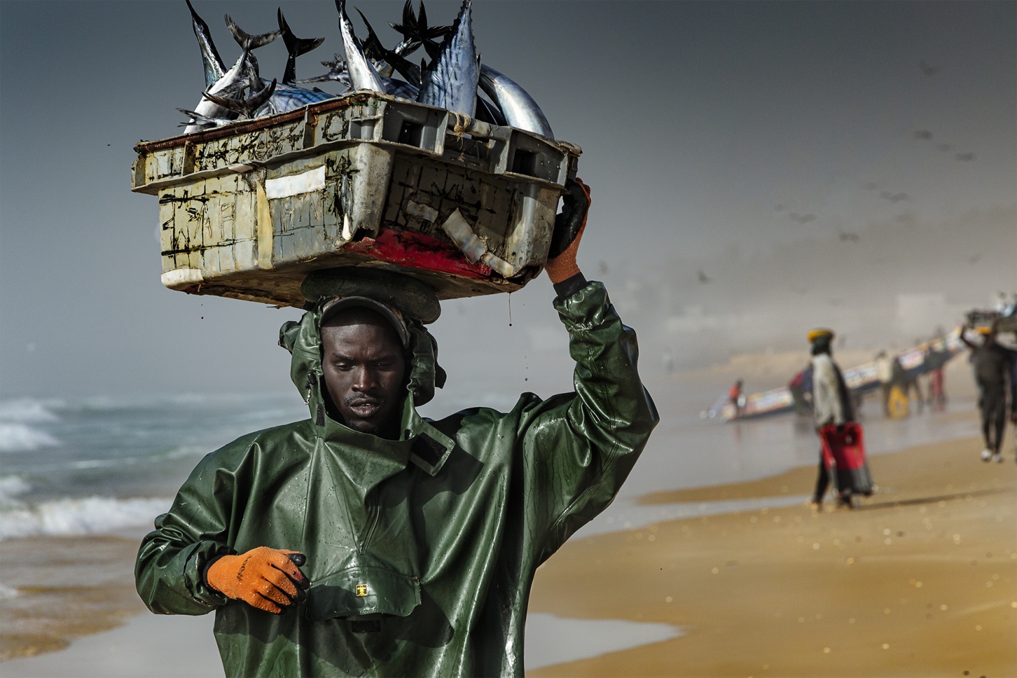I pescatori tradizionali del Senegal sfidano l�Oceano Atlantico navigando con piccole piroghe di legno alla ricerca dei grandi banchi di pesce.