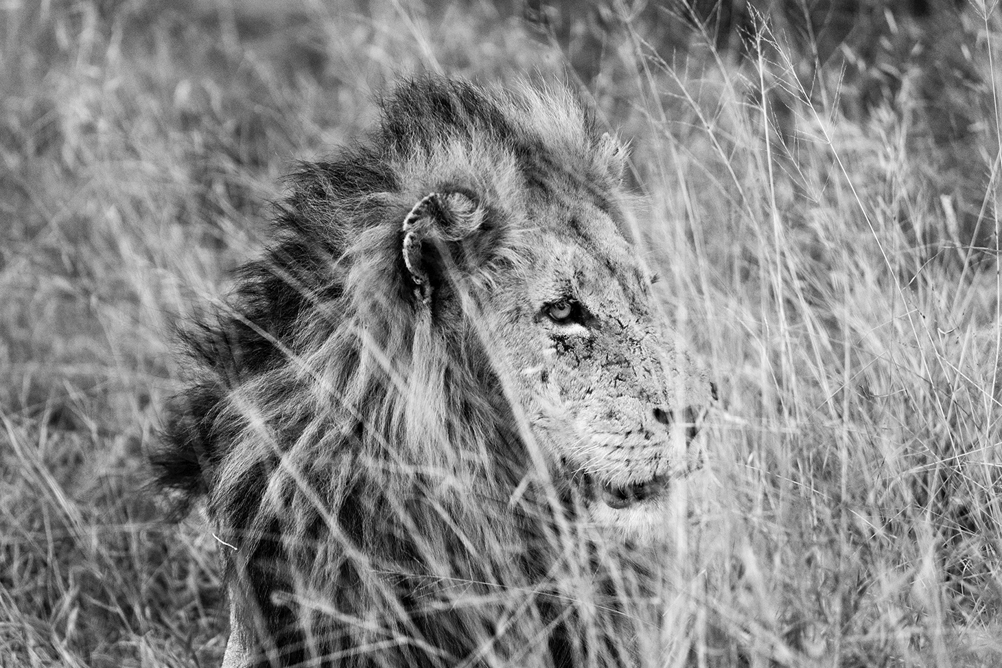 Wild Africa // Great Kruger Park, South Africa