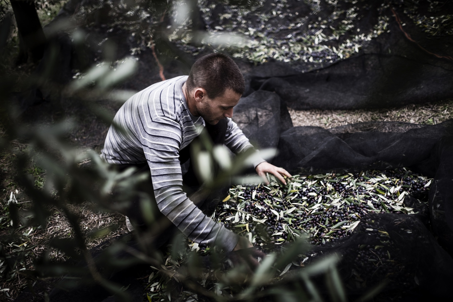 VIA DEGLI ULIVI, raccolta delle olive azienda agricola Fratelli Frontali